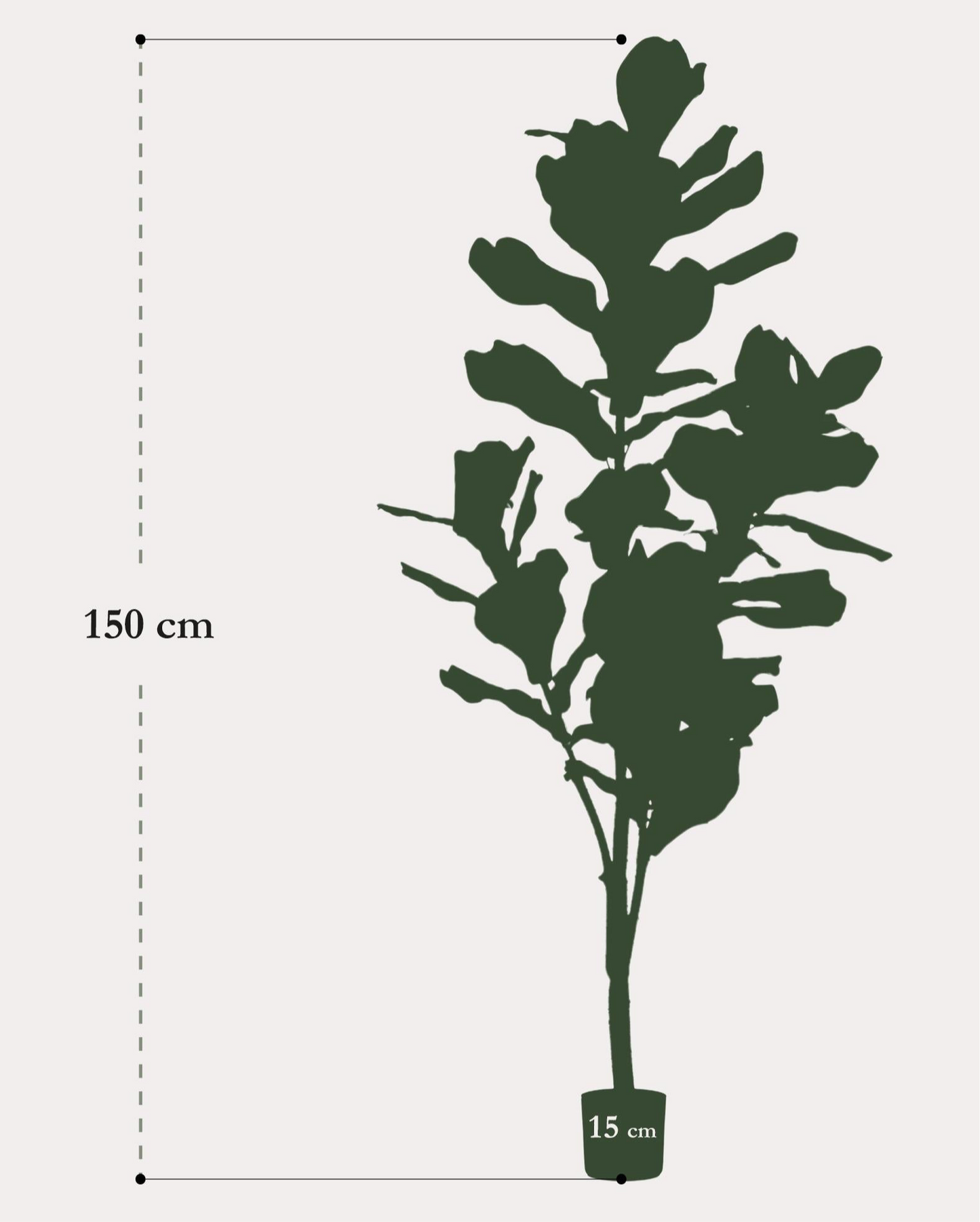 Kunstplant Ficus Lyrata 150cm – Tabaksplant