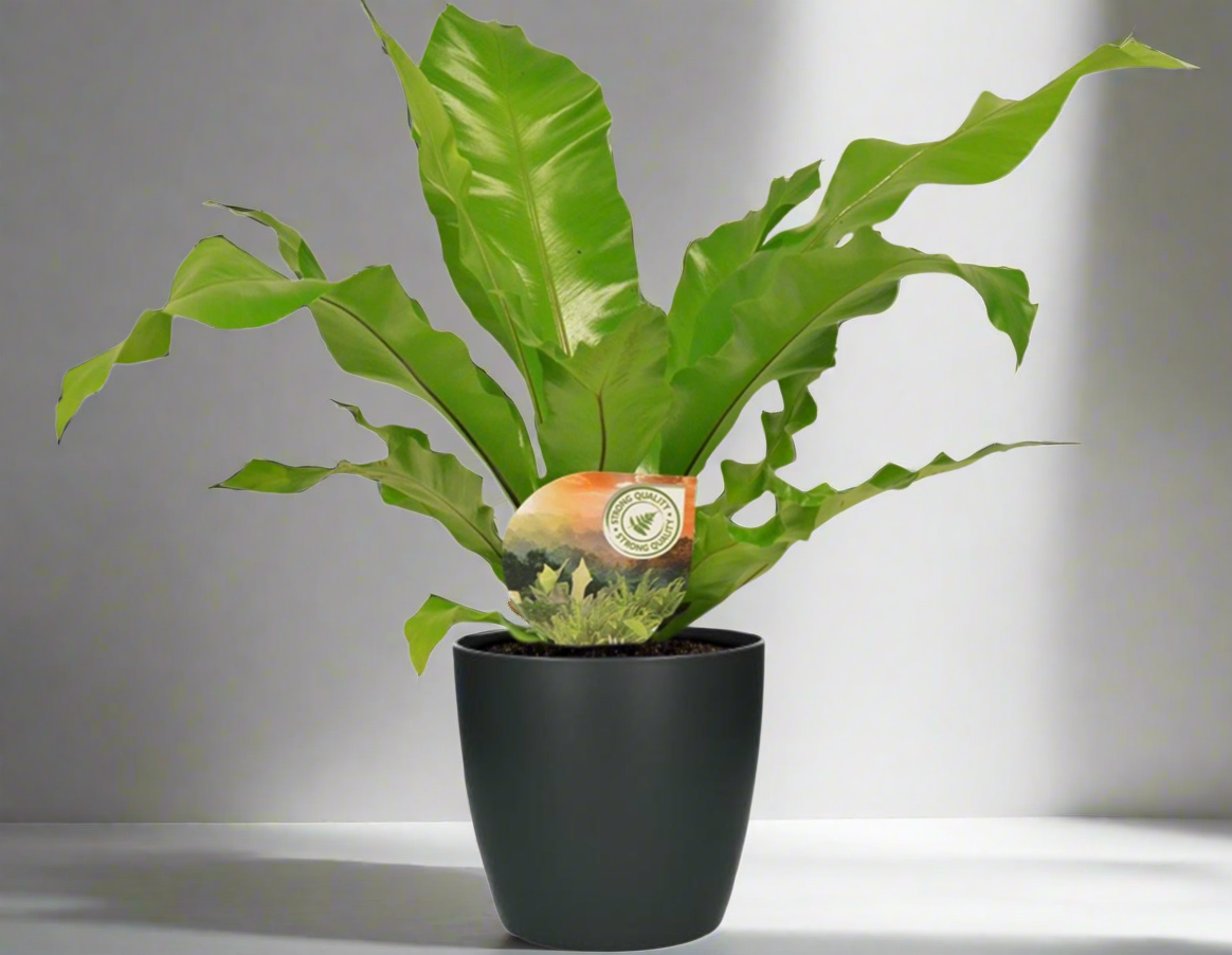Asplenium Nidus Ø17cm – nestvaren kamerplant met luxe pot Woonware