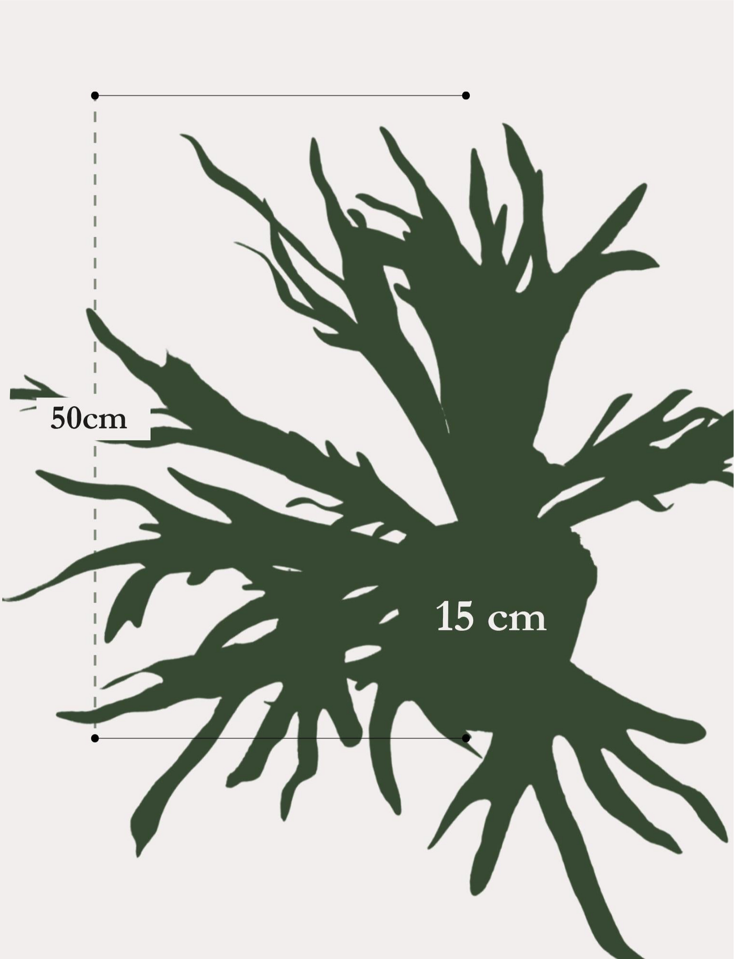 Kunstplant Staghorn Fern 50cm – Hertshoorn Varen