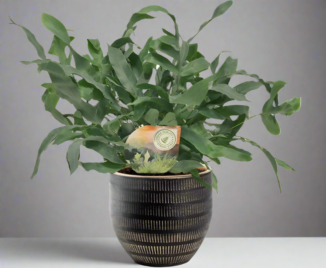 Phlebodium Blue Star kamerplant 35 cm met zwarte Beau Pot