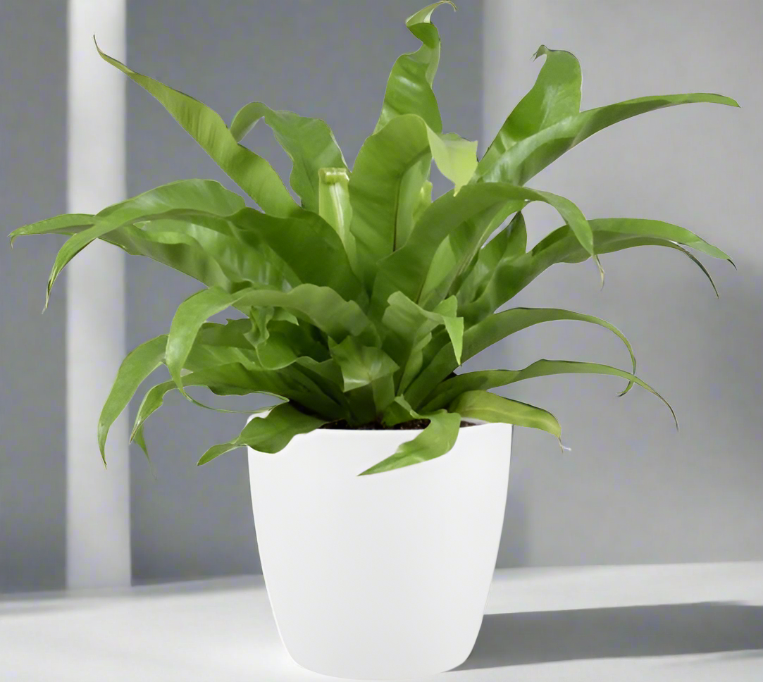 Asplenium Antiquum nestvaren met witte pot – luchtzuiverende kamerplant 45 cm