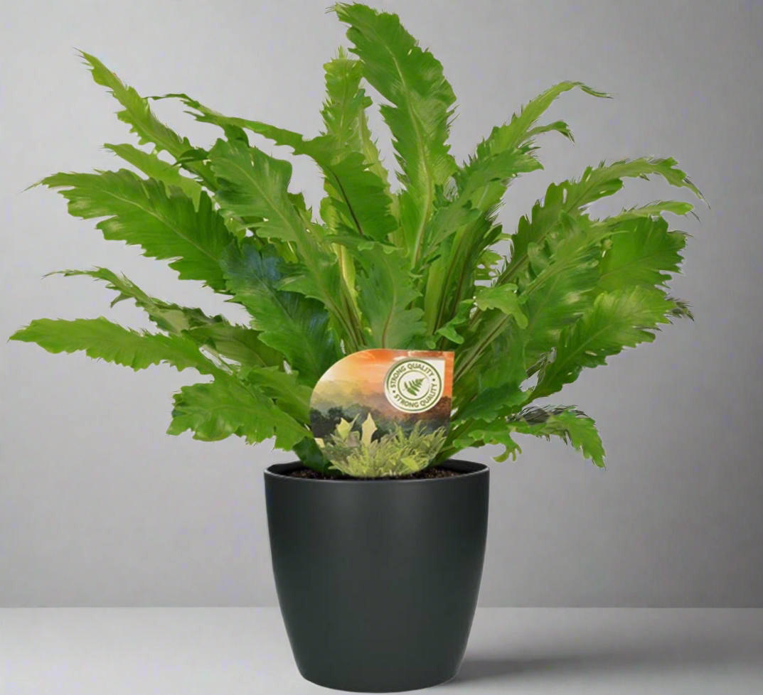 Asplenium Campio nestvaren met antraciet pot – weelderige groene kamerplant van Woonware