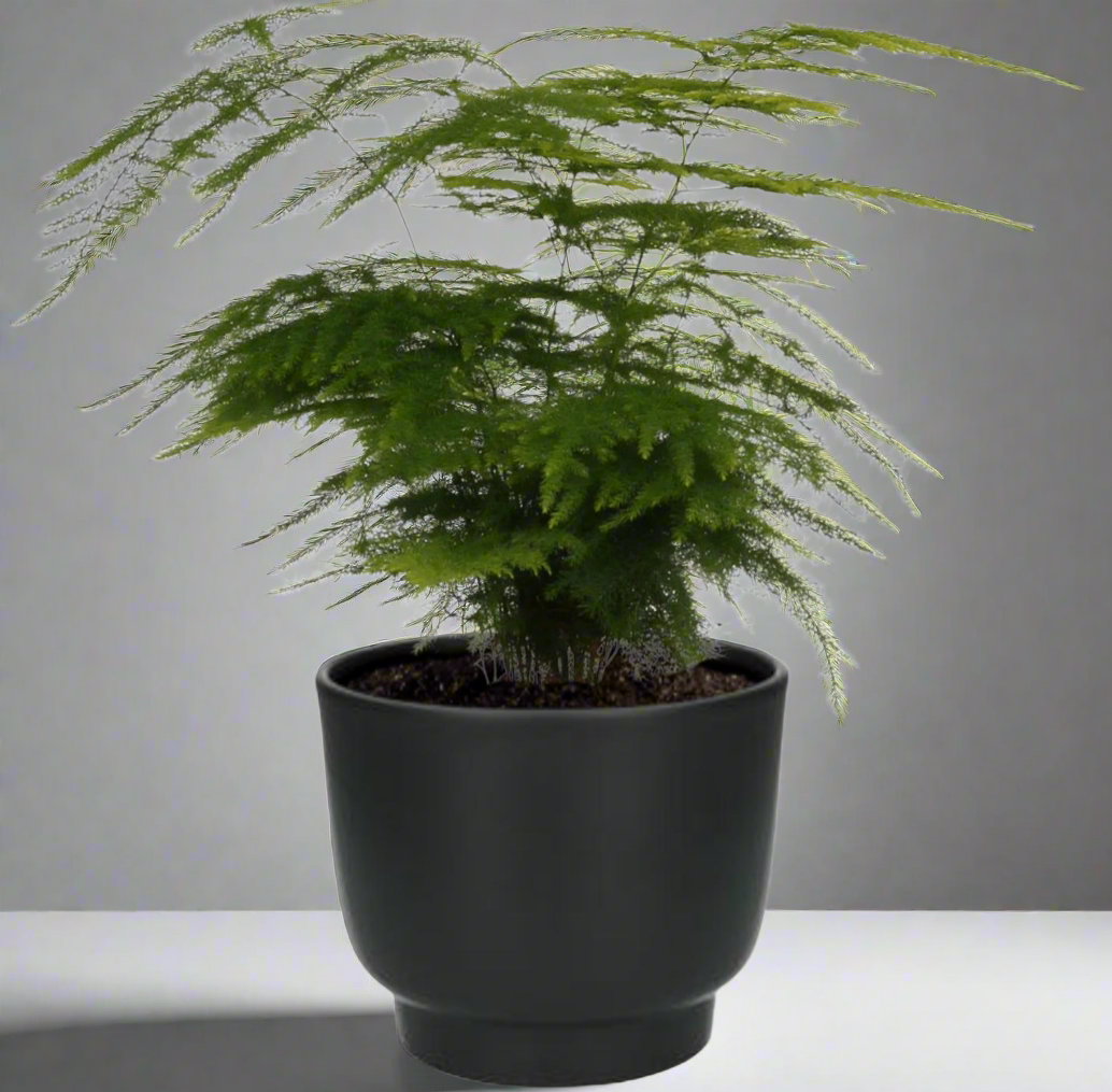 Asparagus Setaceus Ø12cm – sierasperge kamerplant Woonware