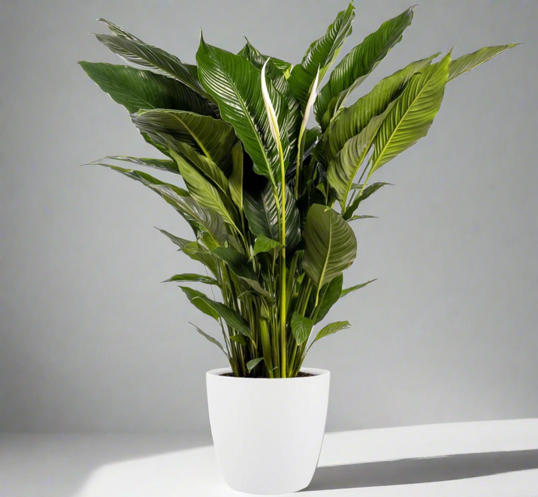Spathiphyllum Sweet Sebastiano Ø24cm – stijlvolle kamerplant Woonware