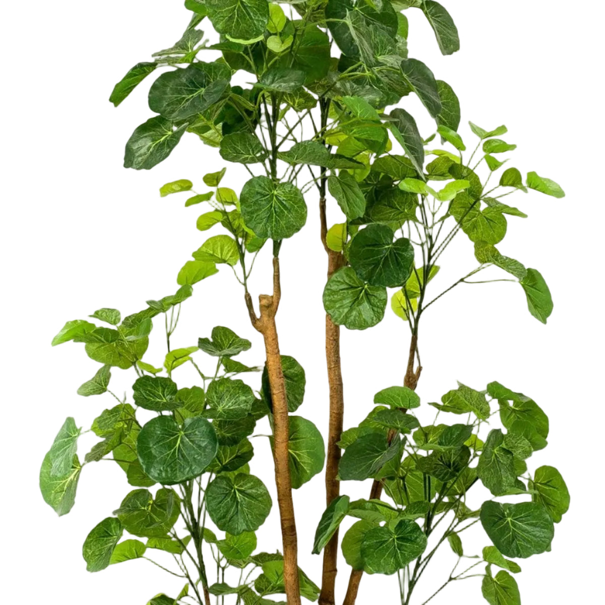 Kunstplant Polyscias Aralia 150cm – Realistische groene kunstplant