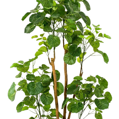 Kunstplant Polyscias Aralia 150cm – Realistische groene kunstplant