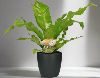 Asplenium Nidus Ø17cm – nestvaren kamerplant met luxe pot Woonware