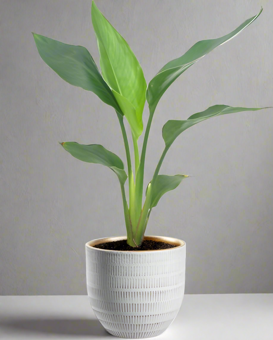 Strelitzia Reginea paradijsvogelplant 40 cm met witte Beau Pot