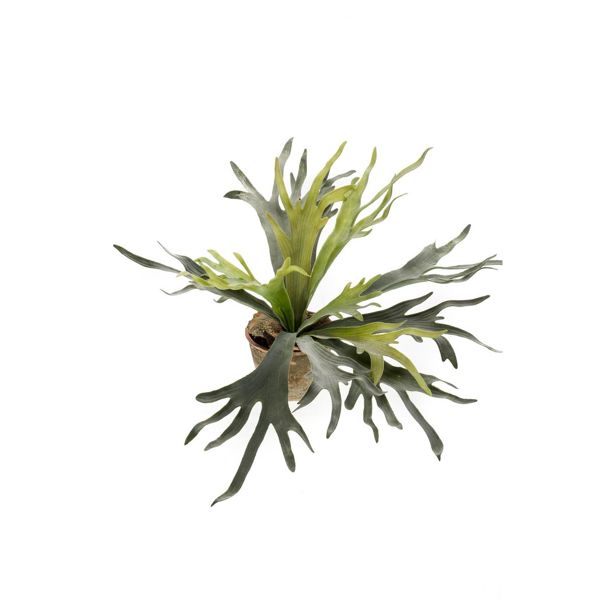 Kunstplant Staghorn Fern 50cm – Hertshoorn Varen realistisch design
