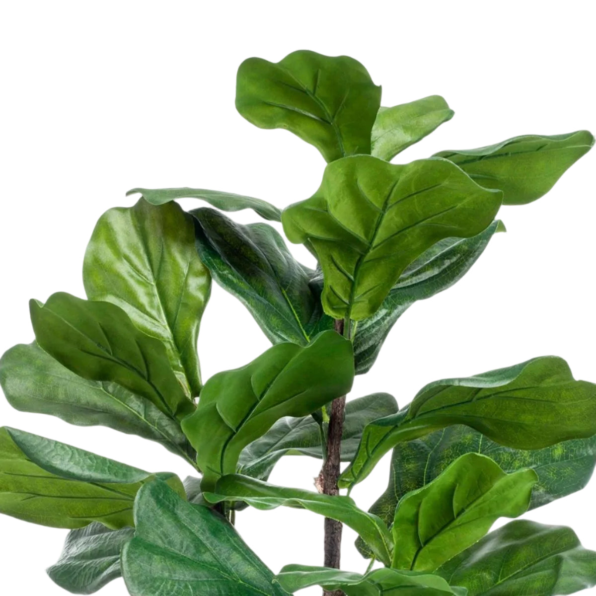 Kunstplant Ficus Lyrata 90cm – Tabaksplant met grote vioolvormige bladeren voor woonkamer of kantoor