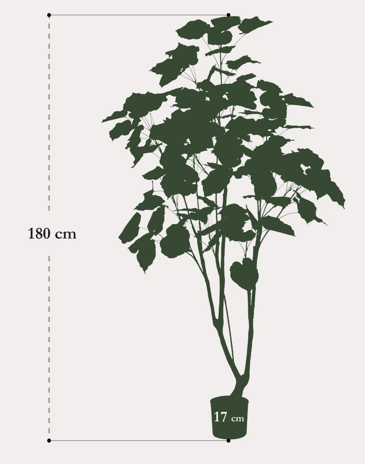 Kunstplant Ficus Umbellata 180cm – Afrikaanse vijg Groen