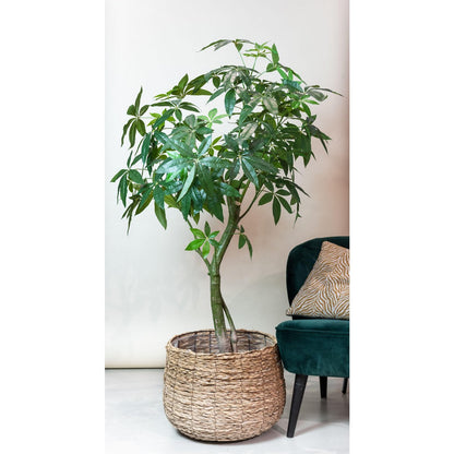 Kunstplant Pachira Aquatica 150cm – Geldboom groen woonaccessoire