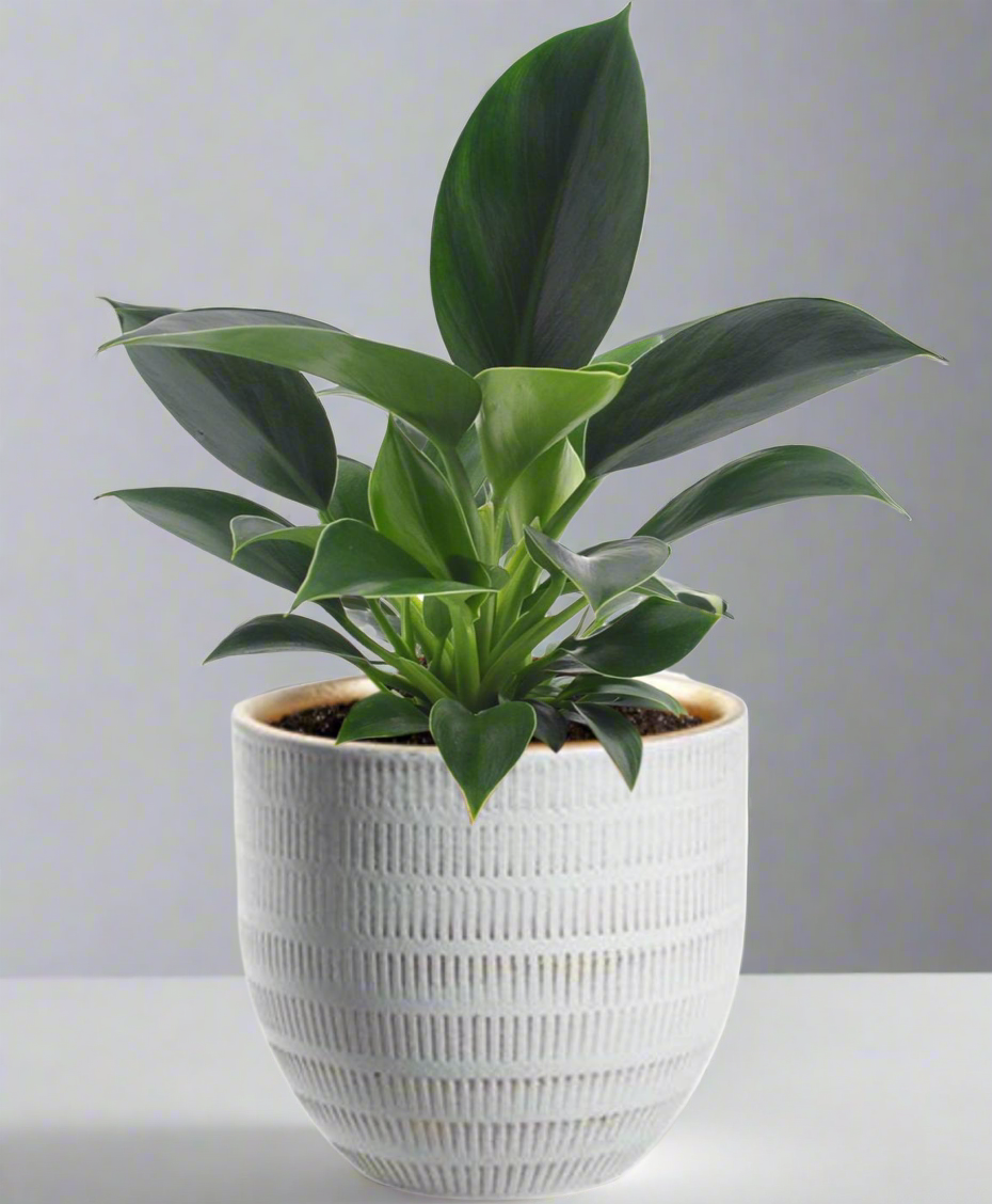 Philodendron Green Princess kamerplant met witte keramieken pot – compacte groene plant van Woonware