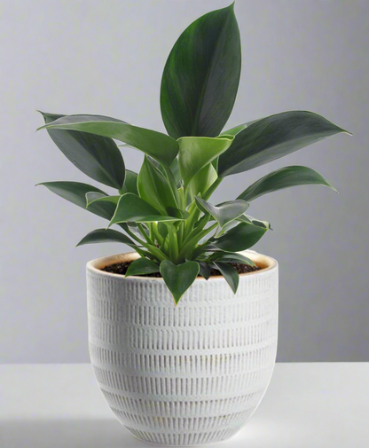 Philodendron Green Princess kamerplant met witte keramieken pot – compacte groene plant van Woonware