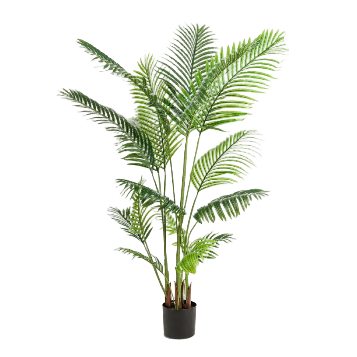 Kunstplant Howea Forsteriana 160cm – Paradijspalm met donkergroene bladeren voor woonkamer of kantoor