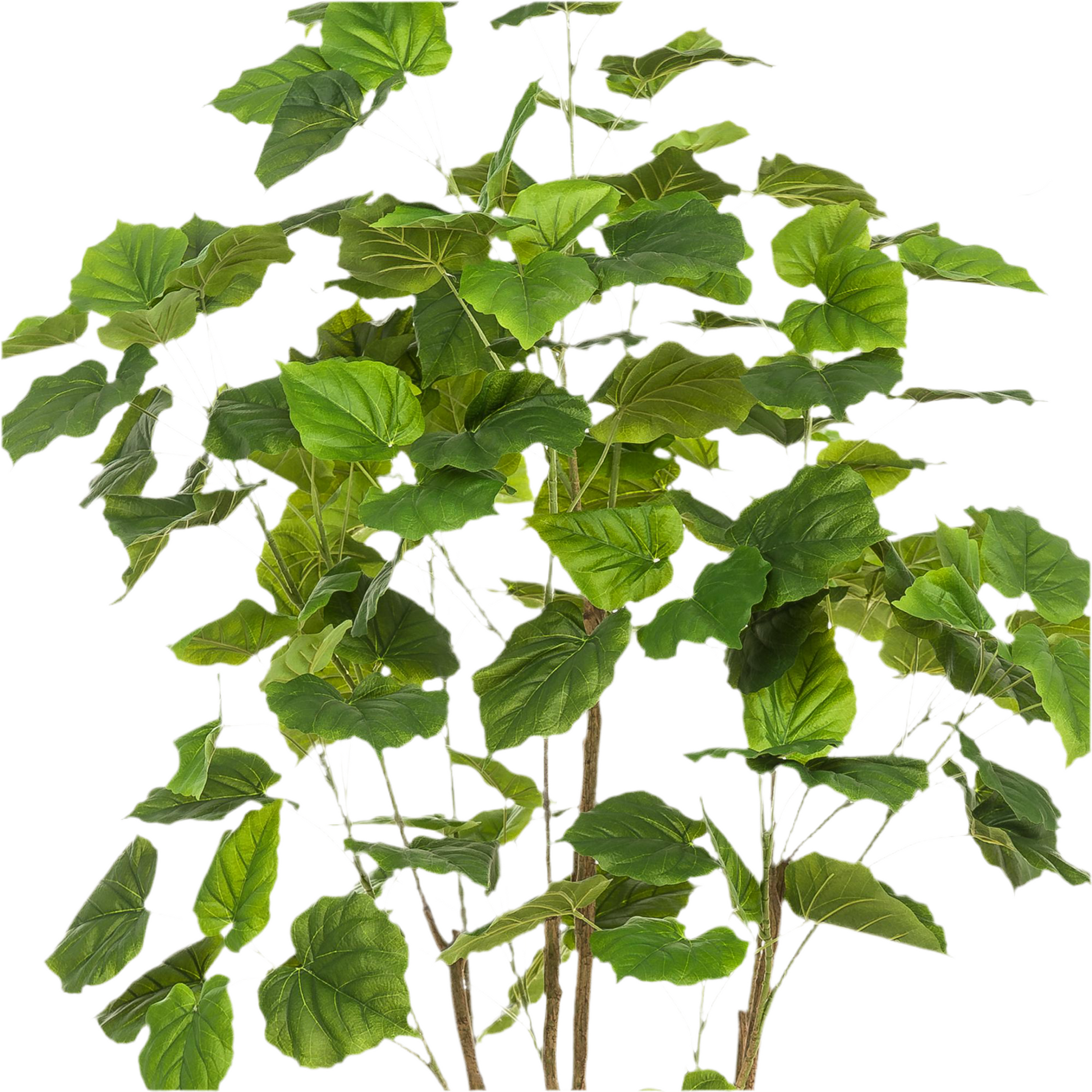 Kunstplant Ficus Umbellata 180cm – Afrikaanse vijg Groen | Woonware