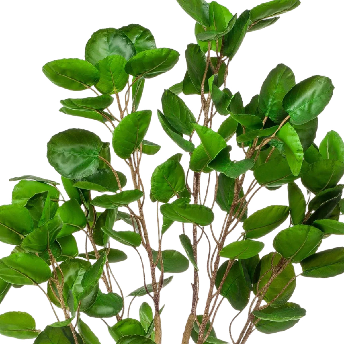 Kunstplant Polyscias Aralia 150cm – Realistische groene kunstplant