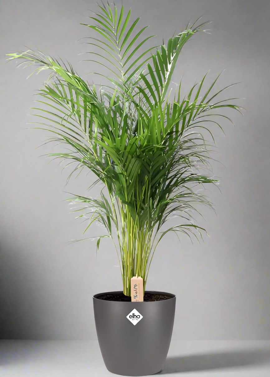 ypsis Lutescens Areca palm met antraciet pot – tropische luchtzuiverende kamerplant