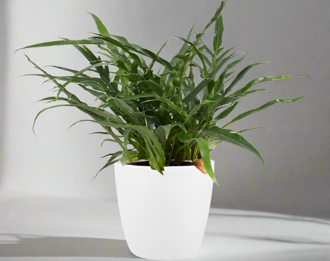 Aglaomorpha Coronans kroonvaren kamerplant met witte pot – tropische groene bladeren