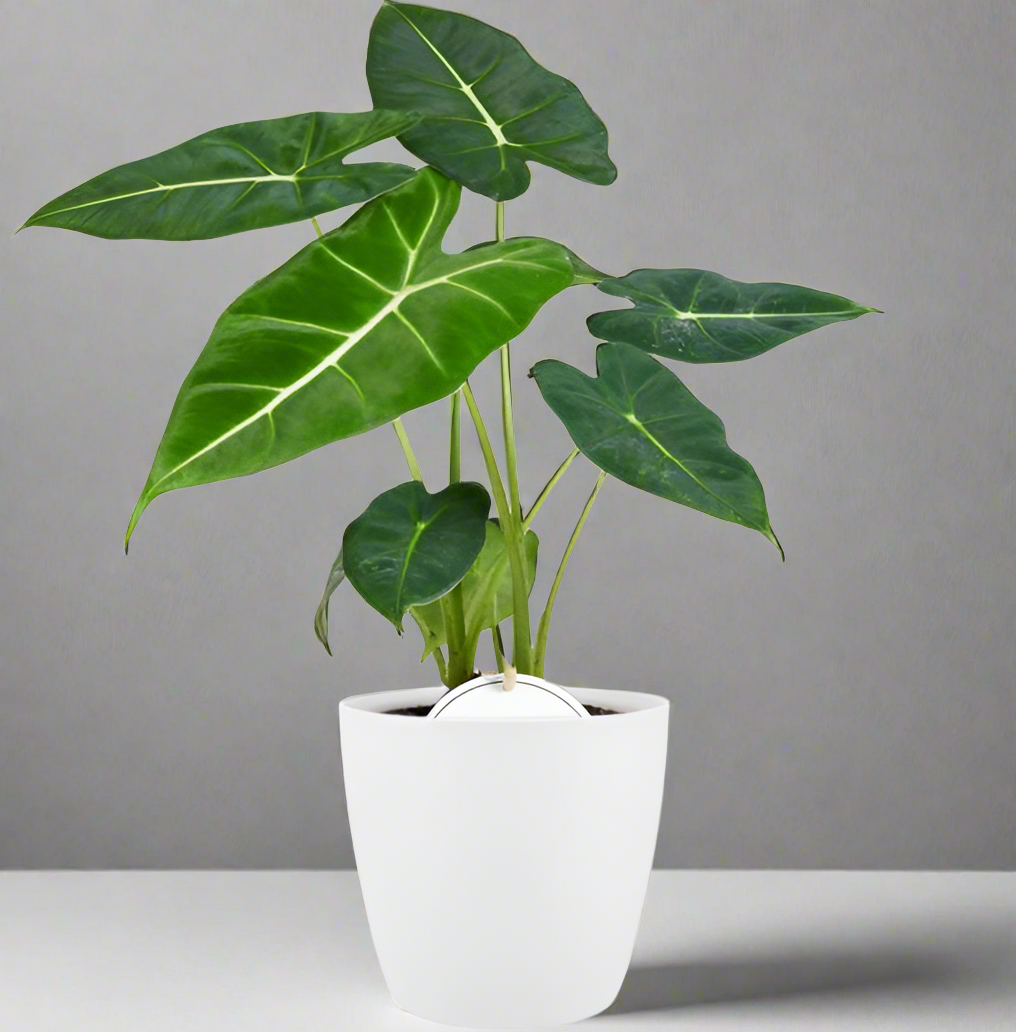 Alocasia Frydek kamerplant met witte pot – fluweelzachte tropische bladeren