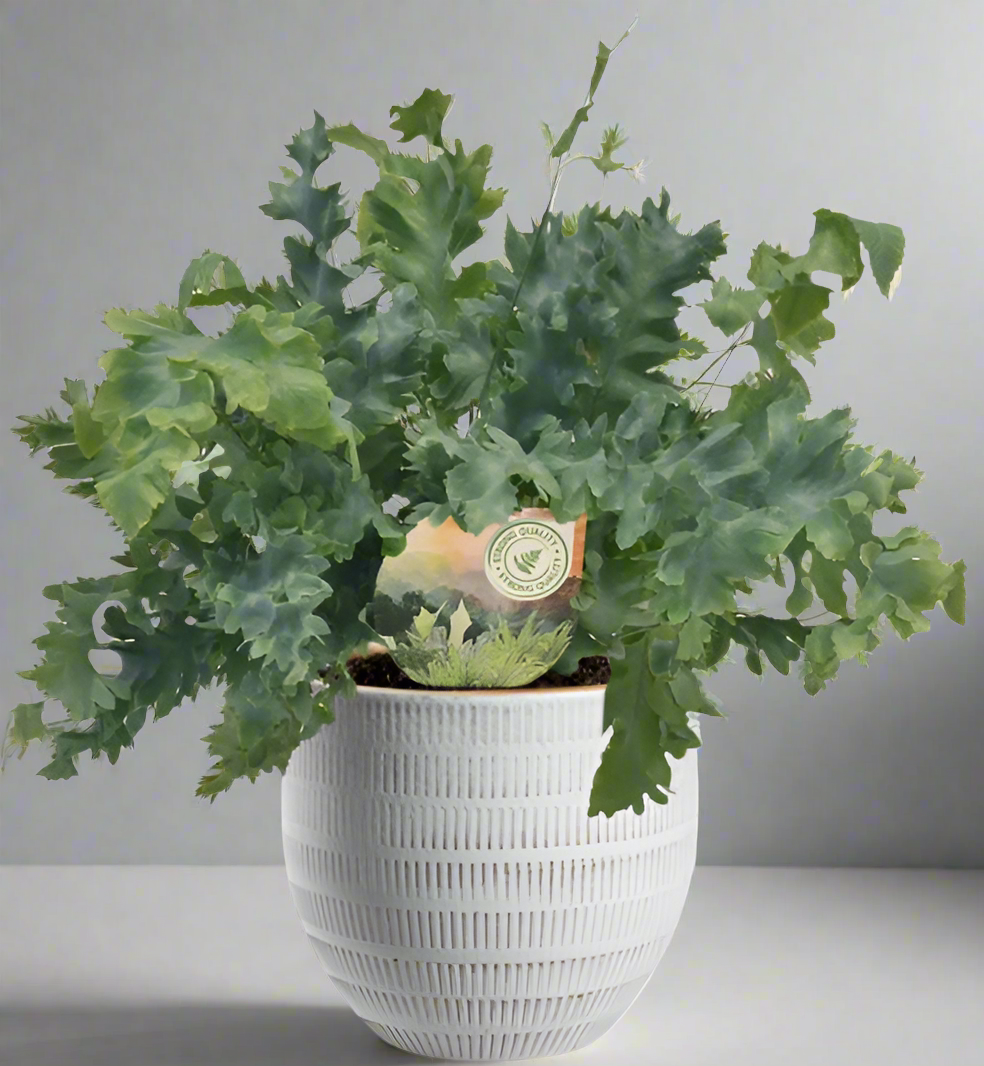 Phlebodium Davana 35cm kamerplant in witte Beau Pot