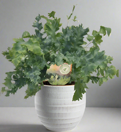 Phlebodium Davana 35cm kamerplant in witte Beau Pot