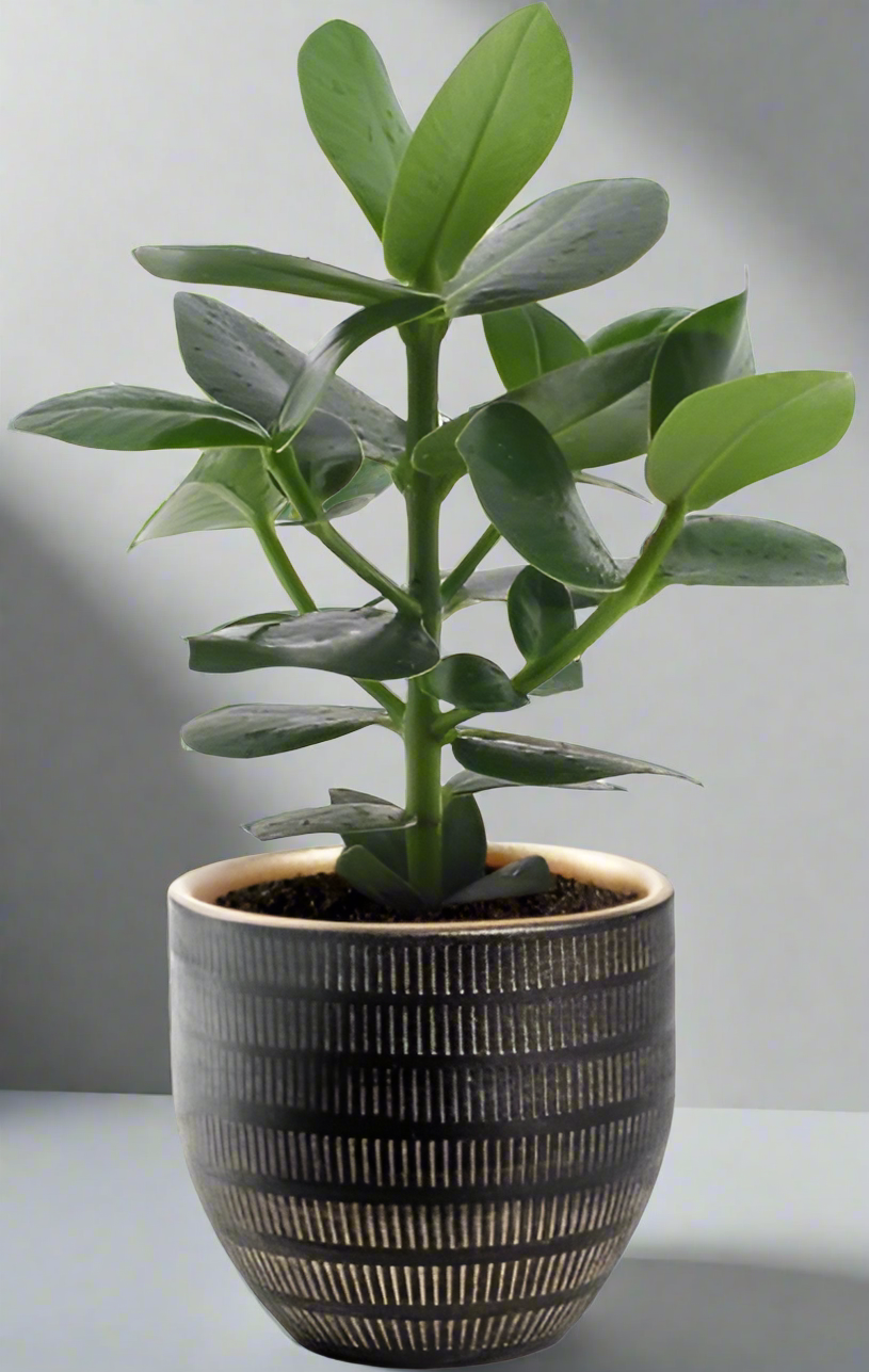 Clusia Rosea Princess 15cm kamerplant in zwarte Beau Pot