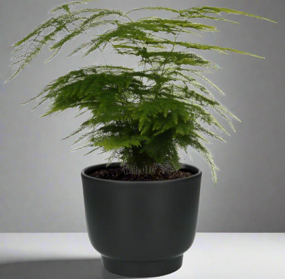 Asparagus Setaceus Ø12cm – sierasperge kamerplant Woonware