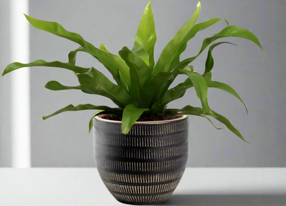Asplenium Antiquum 25cm kamerplant in zwarte Beau Pot