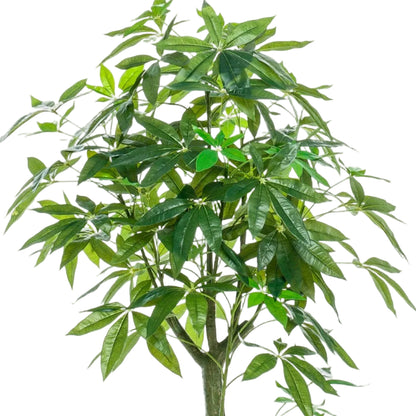 Kunstplant Pachira Aquatica 150cm – Geldboom groen woonaccessoire