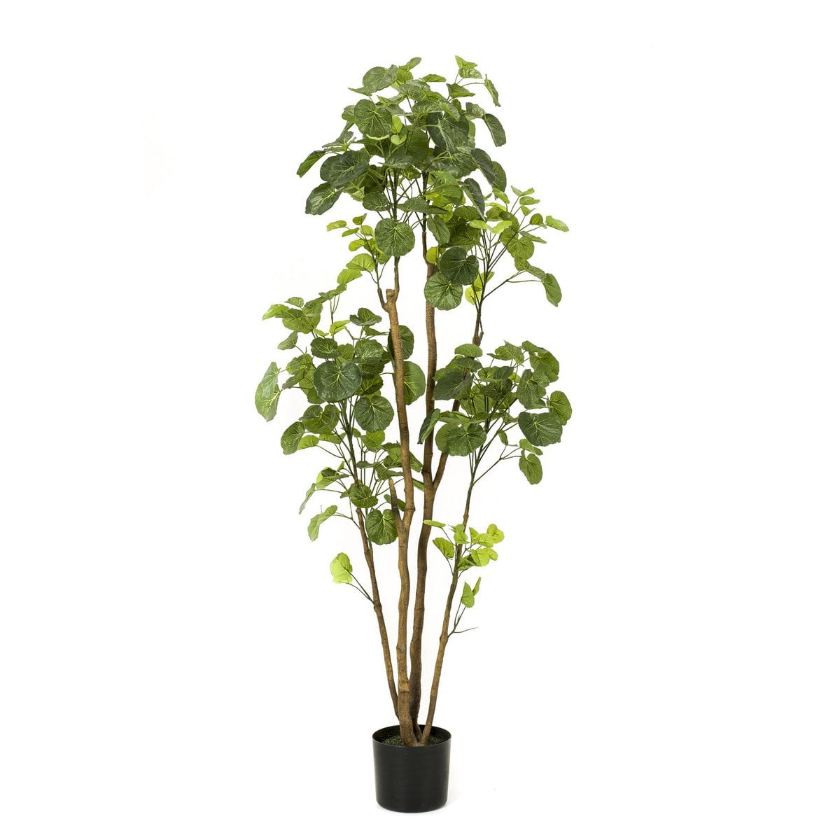 Kunstplant Polyscias Aralia 150cm – Realistische groene kunstplant