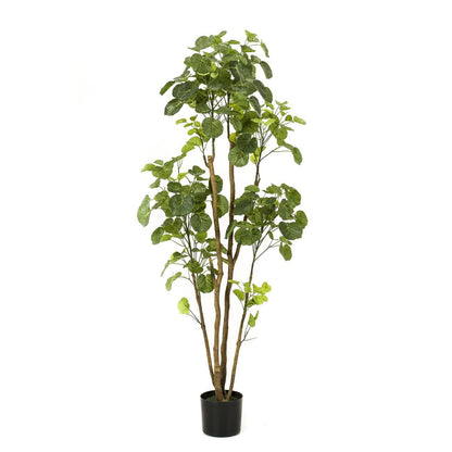Kunstplant Polyscias Aralia 150cm – Realistische groene kunstplant