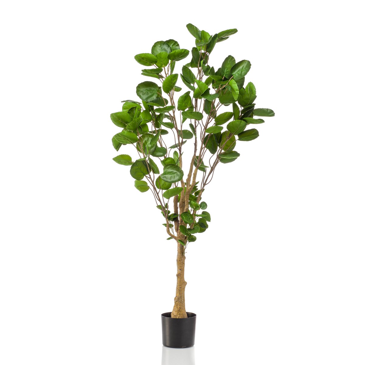 Kunstplant Polyscias Aralia 150cm – Realistische groene kunstplant