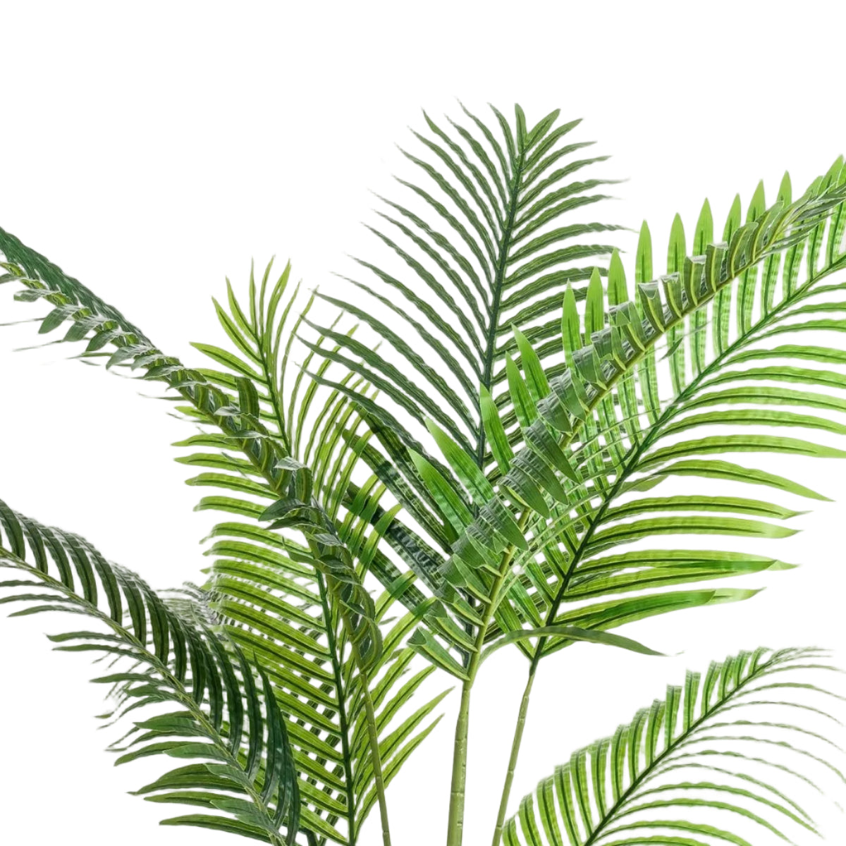 Kunstplant Howea Forsteriana 160cm – Paradijspalm met donkergroene bladeren voor woonkamer of kantoor