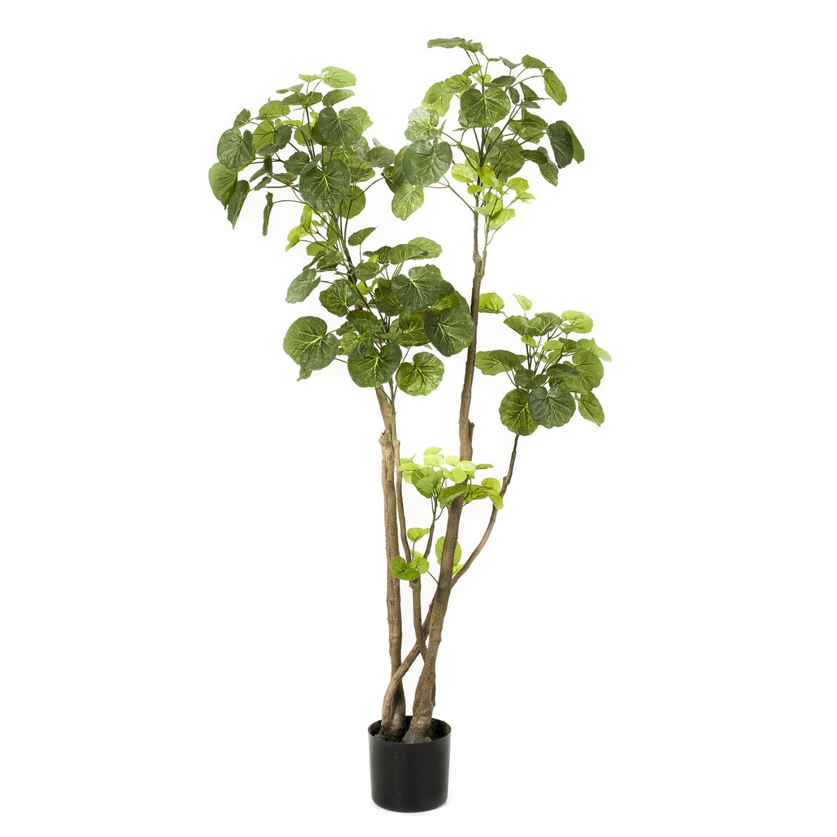 Kunstplant Polyscias Aralia 135cm – Realistische groene kunstplant