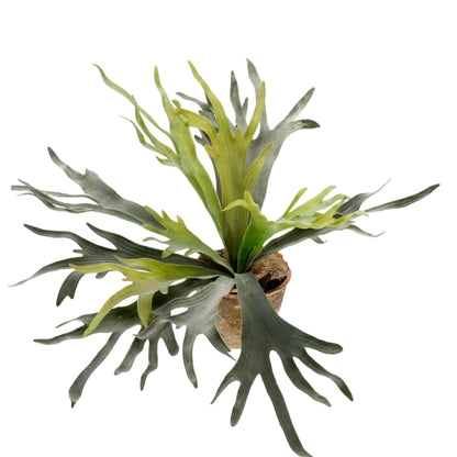 Kunstplant Staghorn Fern 50cm – Hertshoorn Varen realistisch design