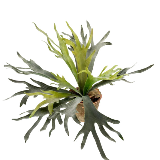 Kunstplant Staghorn Fern 50cm – Hertshoorn Varen realistisch design