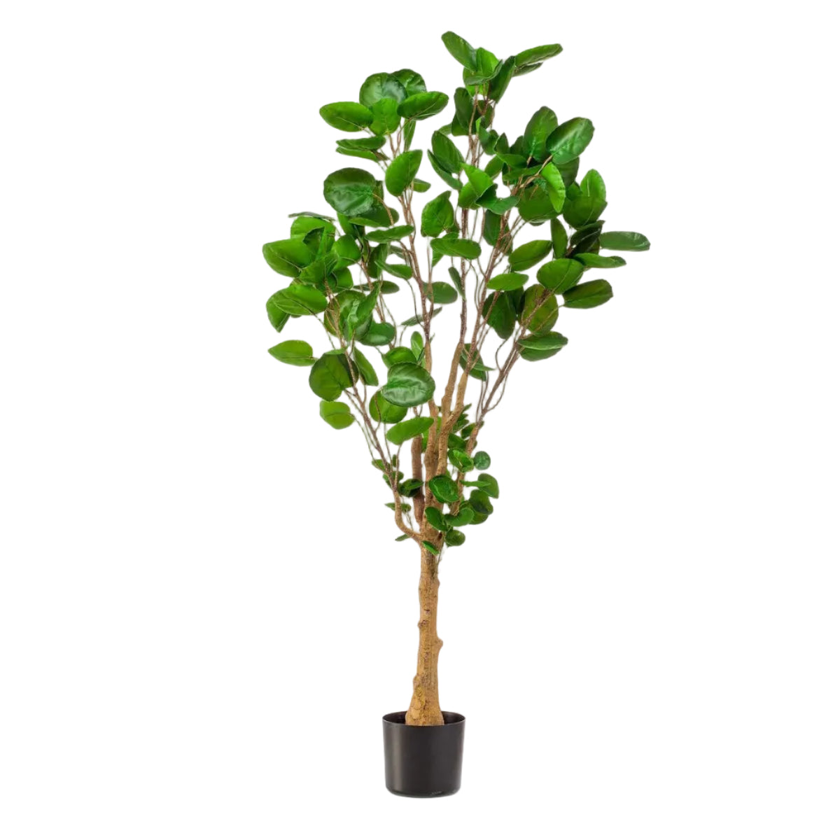 Kunstplant Polyscias Aralia 150cm – Realistische groene kunstplant