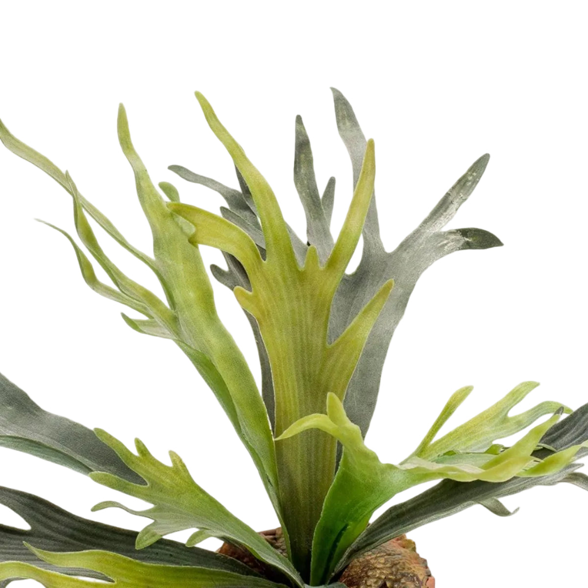 Kunstplant Staghorn Fern 50cm – Hertshoorn Varen realistisch design