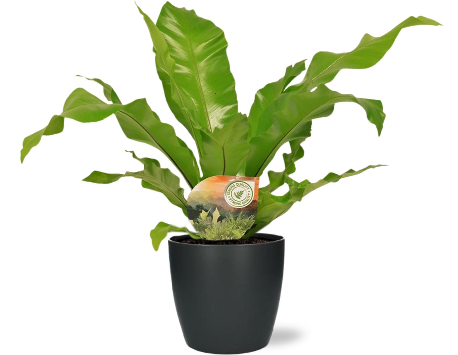 Asplenium Nidus Ø17cm – nestvaren kamerplant met luxe pot Woonware