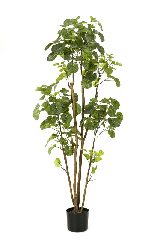 Kunstboom Polyscias Aralia 160cm – Realistische groene kunstplant