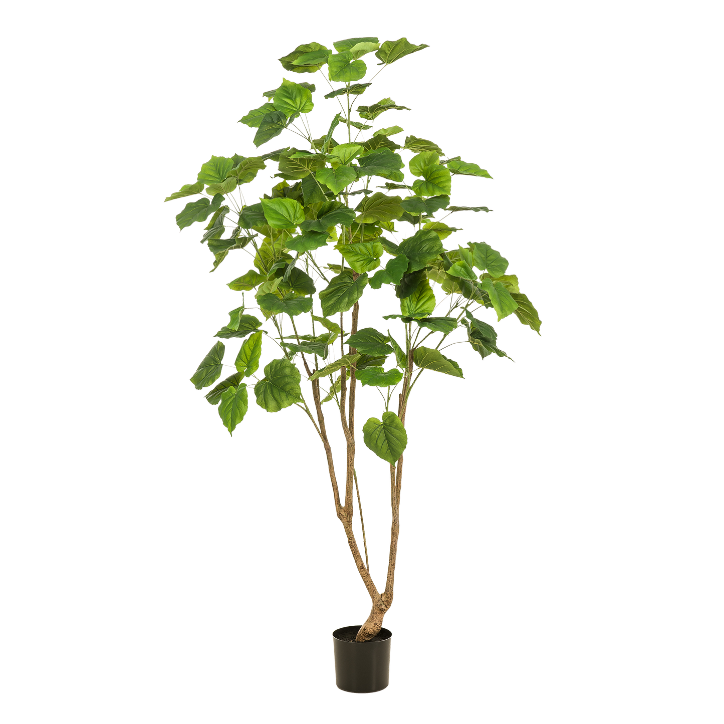 Kunstplant Ficus Umbellata 180cm – Afrikaanse vijg Groen | Woonware
