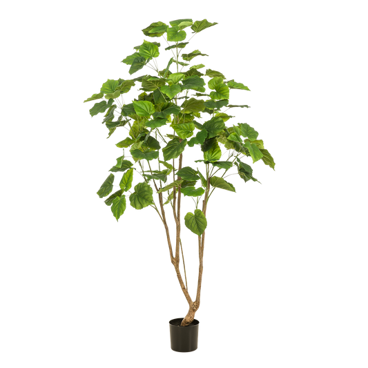 Kunstplant Ficus Umbellata 180cm – Afrikaanse vijg Groen | Woonware
