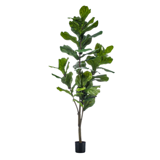 Kunstplant Ficus Lyrata 150cm – Tabaksplant met grote vioolvormige bladeren voor woonkamer of kantoor