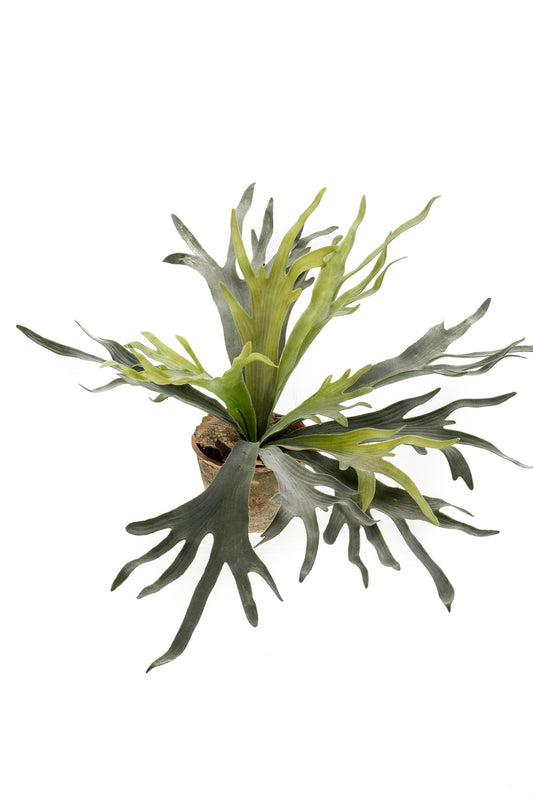 Kunstplant Staghorn Fern 50cm – Hertshoorn Varen realistisch design
