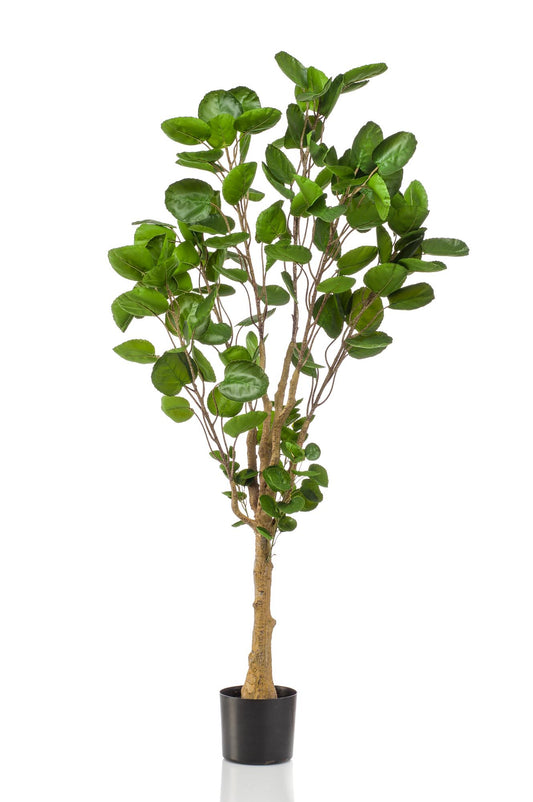 Kunstplant Polyscias Aralia 150cm – Realistische groene kunstplant