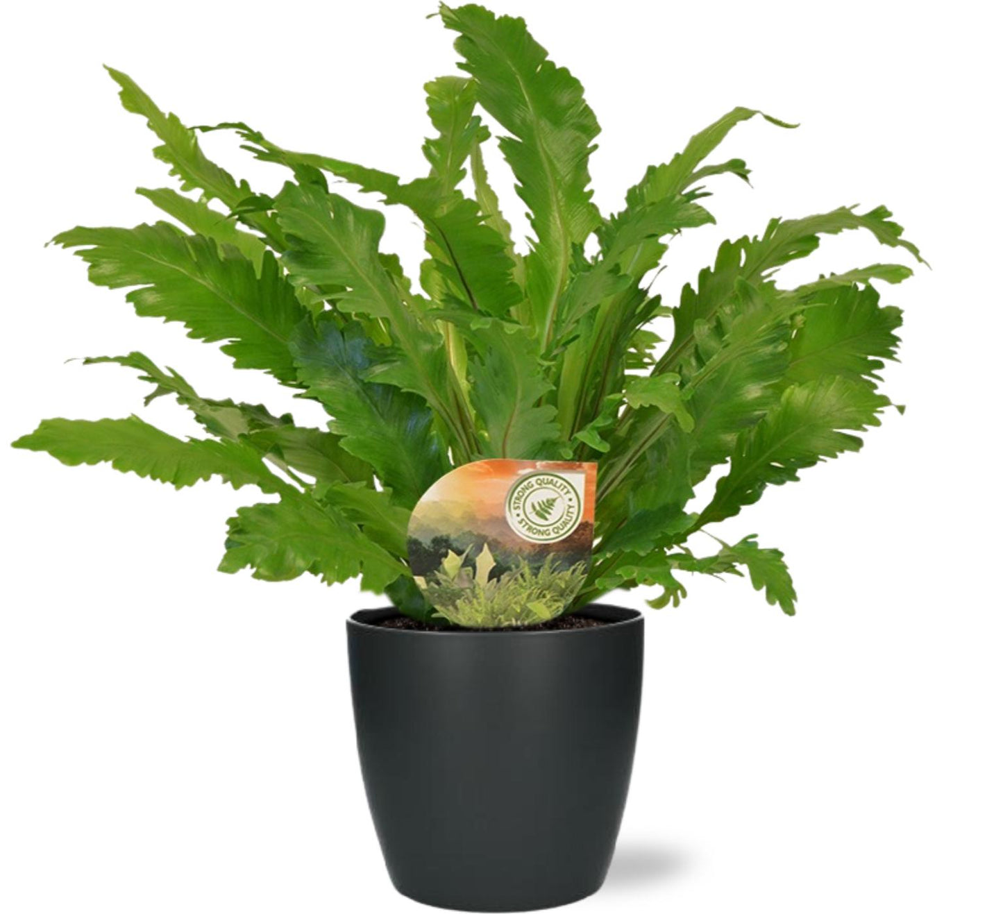 Asplenium Campio nestvaren met antraciet pot – weelderige groene kamerplant van Woonware