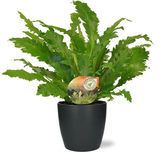 Asplenium Campio nestvaren met antraciet pot – weelderige groene kamerplant van Woonware