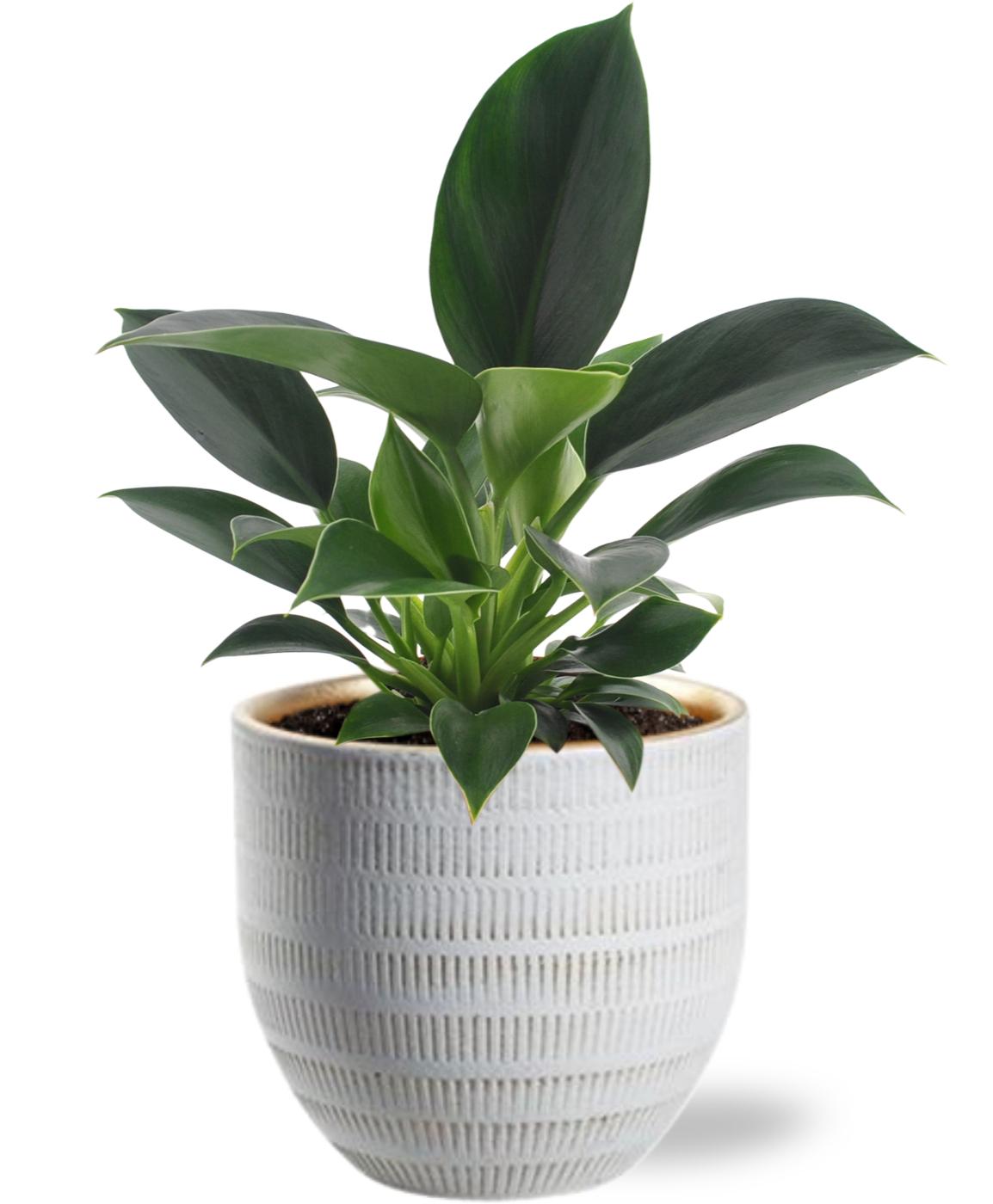 Philodendron Green Princess kamerplant met witte keramieken pot – compacte groene plant van Woonware