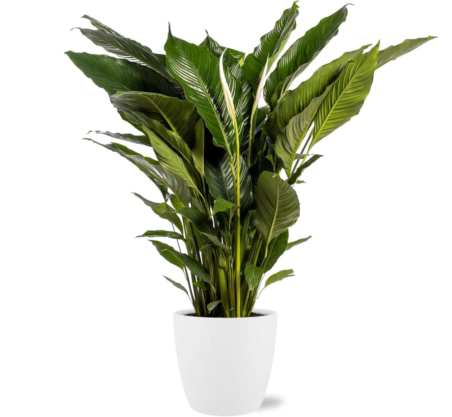 Spathiphyllum Sweet Sebastiano Ø24cm – stijlvolle kamerplant Woonware